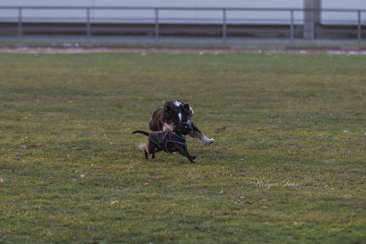 Bild 7 - Hundeshooting